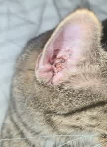 Red and itchy ears can indicate your cat has an allergy