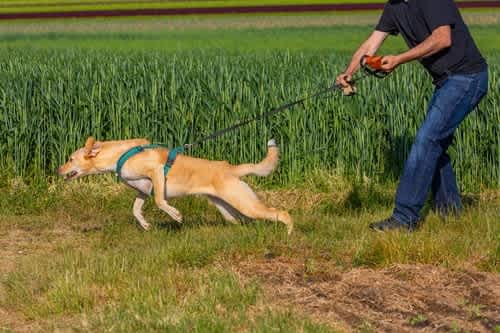 Help for Reactive Dogs