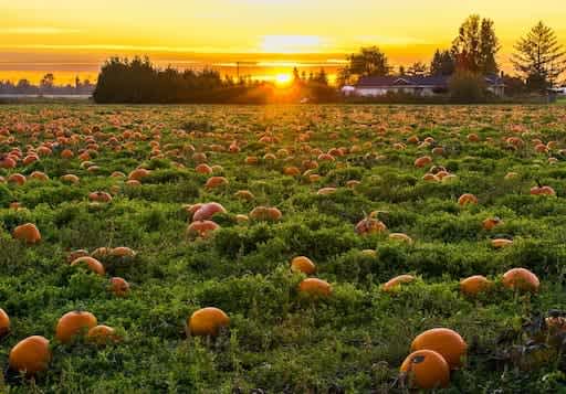 Pumpkin patch