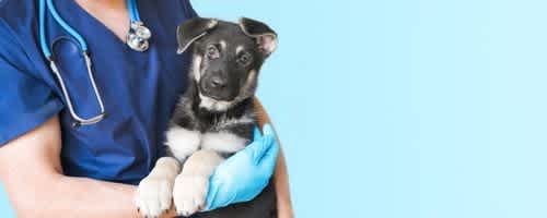Puppy being held