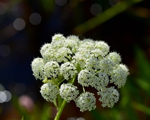 Plants that are poisonous to pets