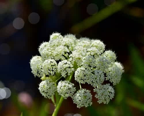 Plants that are poisonous to pets