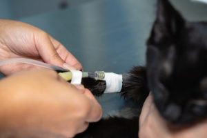 Sedation in cats