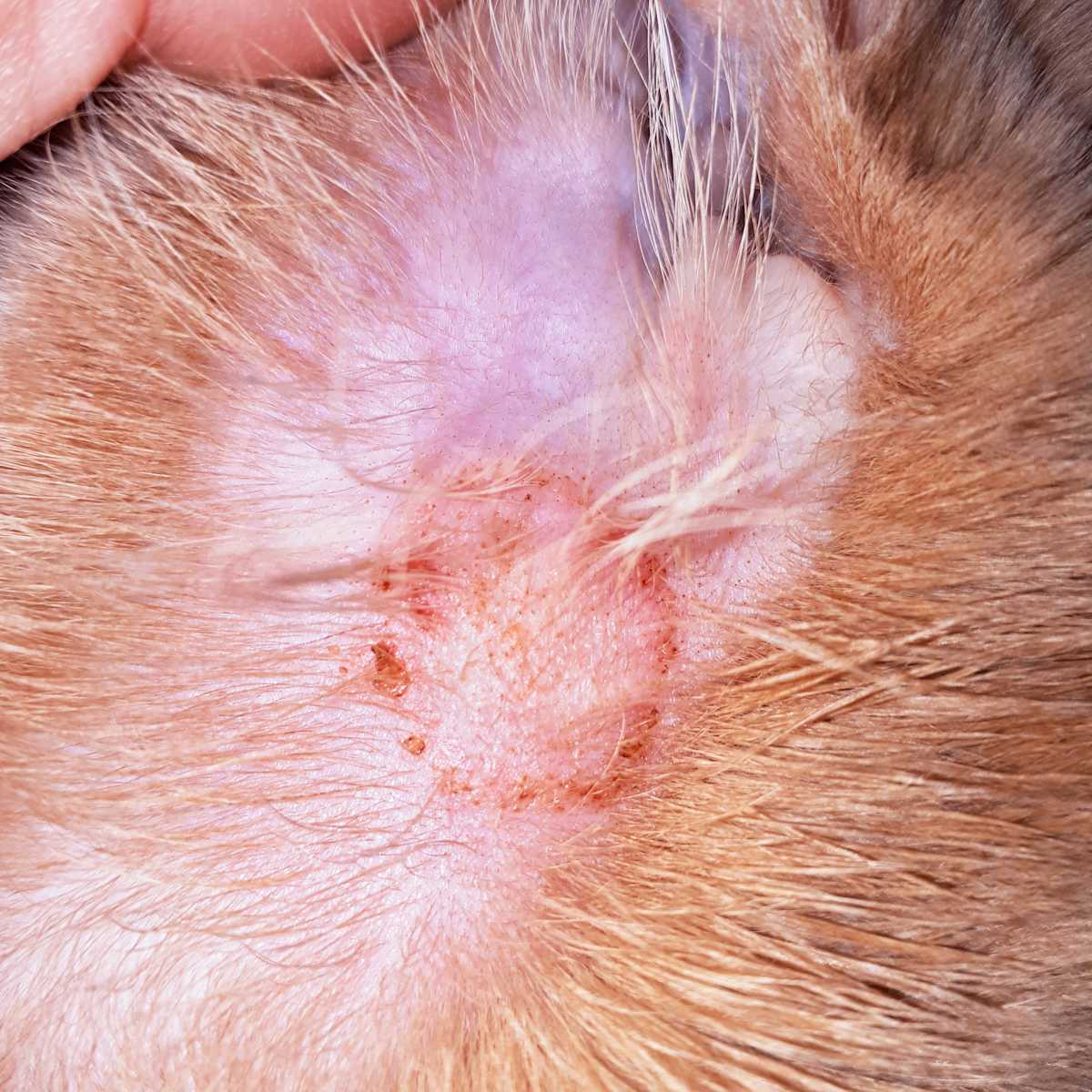 Typical appearance of ringworm
