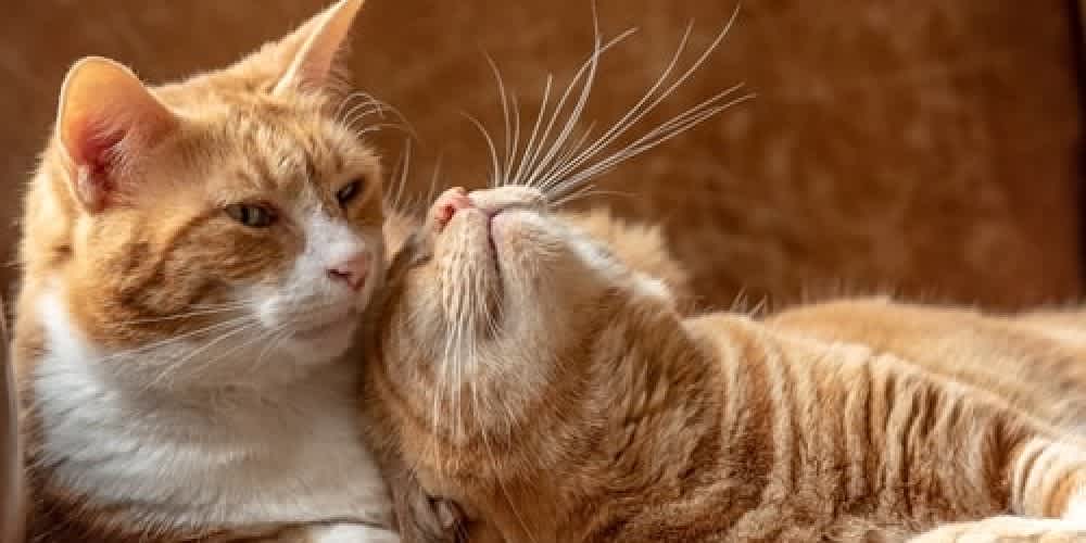 Helping Cats Stay Calm During Fireworks and Halloween | Joii Vet