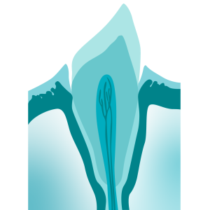 Tooth anatomy