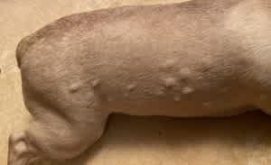 Hives on the skin of a dog