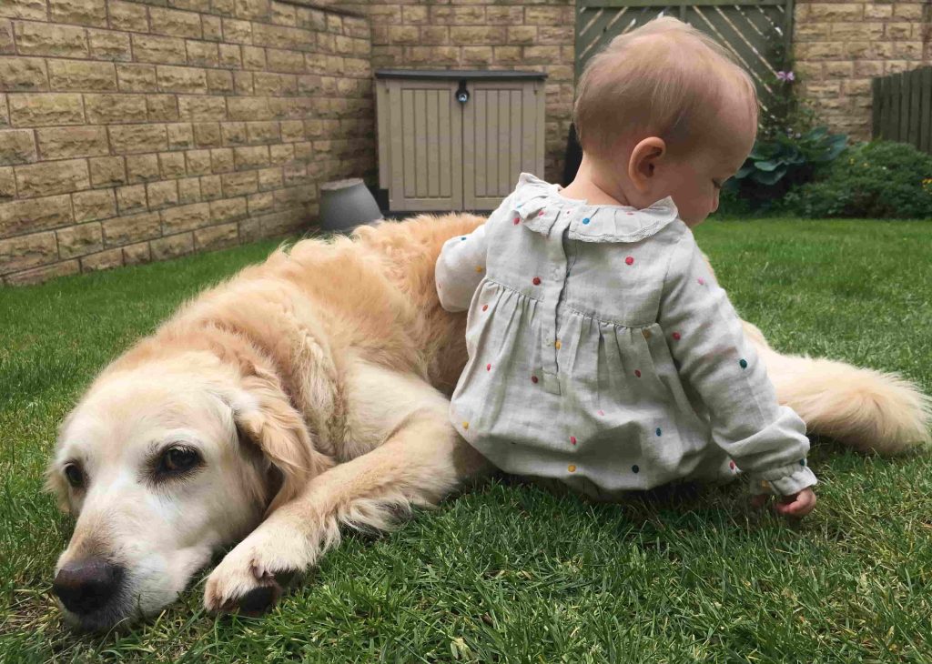 Golden retriever with a child