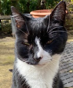Cat with a facial lump