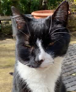 Cat with a facial lump