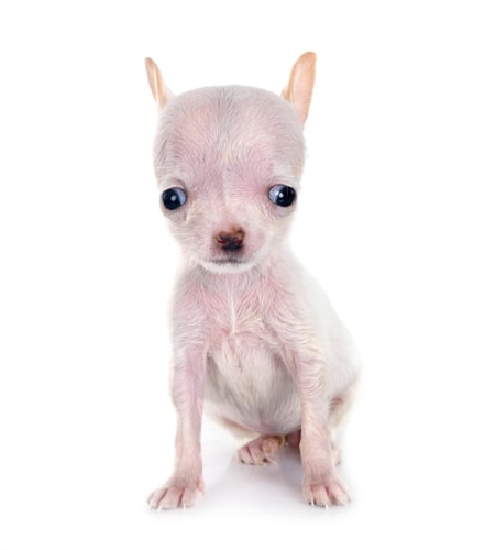 Chihuahua with hydrocephalus