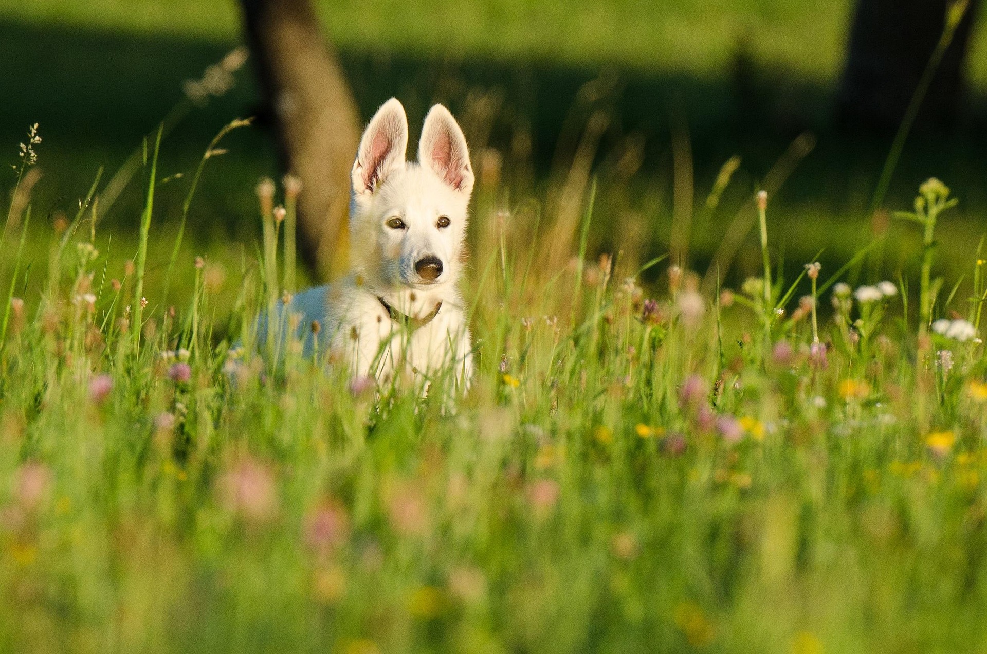 825545-shepherd-dog-662701 1920