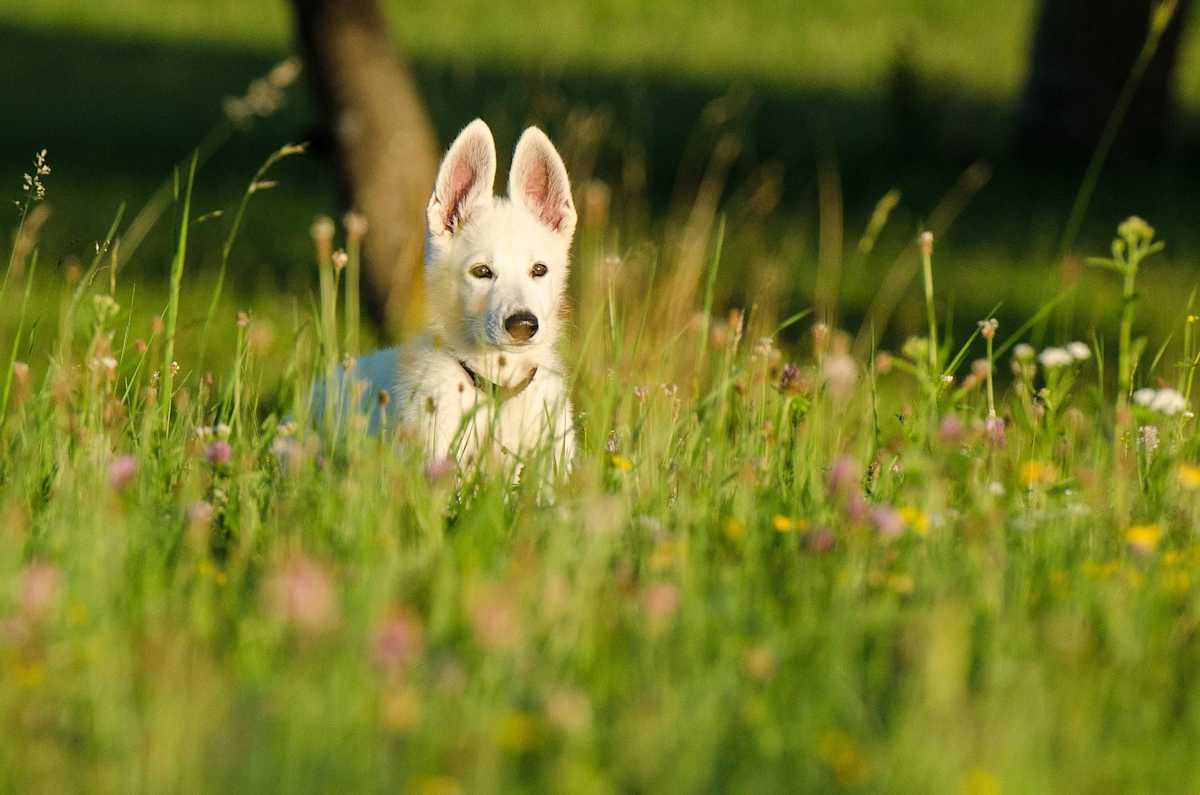 825545-shepherd-dog-662701 1920