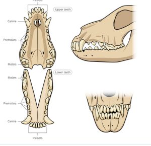 Teeth of a 'normal' adult dog