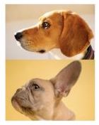 Difference between the head shape of a “normal” dog (top) and a brachycephalic breed (bottom).