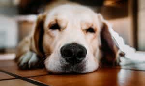 Euthanasia in dogs