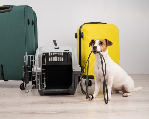 Pet Travel Made Easy: Your 5-Step Guide to EU Travel