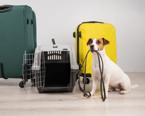 Pet Travel Made Easy: Your 5-Step Guide to EU Travel
