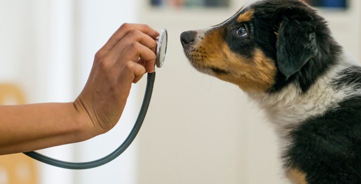 6 things your vet is looking for in your dog-s clinical exam