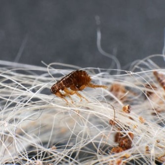 A close up image of a flea