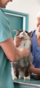 Blood tests in cats