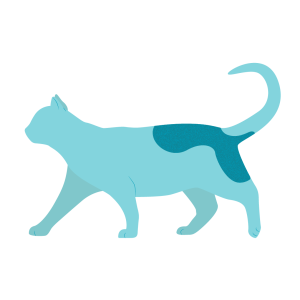 Areas of the body affected by fleas