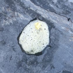 Dog sick white froth