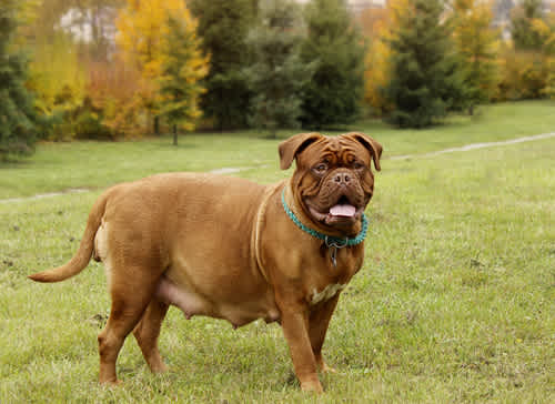 Pregnancy in dogs - an overview