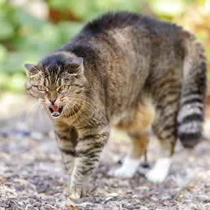 angry, aggressive