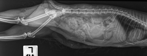 Pregnancy in cats - full guide