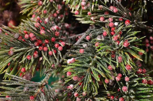 Plants that are poisonous to pets