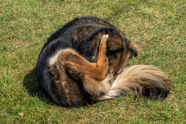 Anal gland problems in dogs