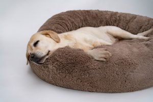 Dog sleeping in comfy bed