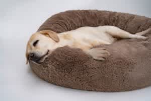 Dog sleeping in comfy bed