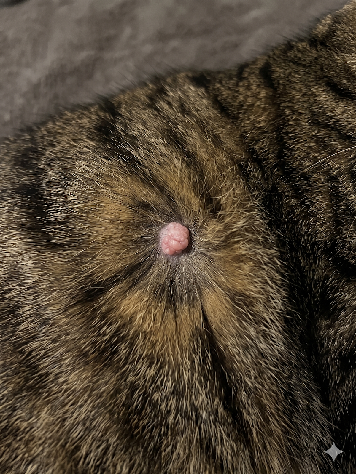 Cat wart