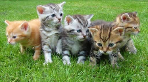 Kitten Questions? The Essential Q&A Guide for Kitten Parents!