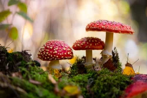 Mushrooms are toxic to dogs and cats