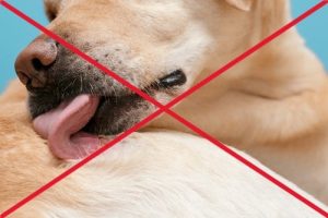 No licking dog