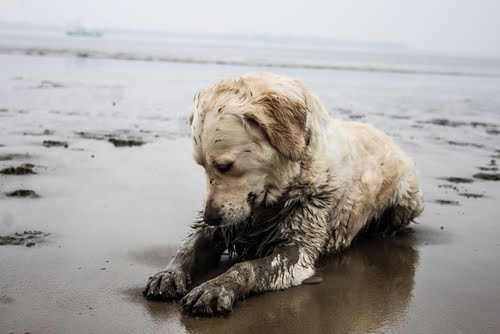 Muddy puppy