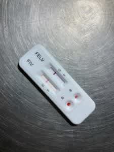 In-house blood test