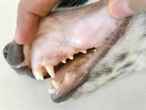 Anaemia in dogs