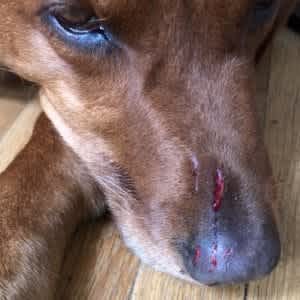 Cleaning wounds in dogs