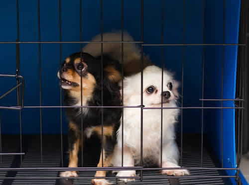 Dog crate guide