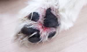 Harvest mites in dogs