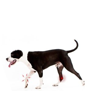 Holding up a limb indicates pain