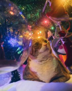 On the seventh day of Christmas