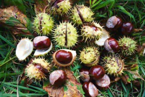 Conkers are toxic to dogs and cats
