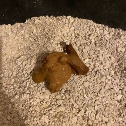Soft cat poo