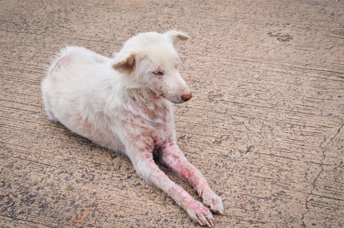 Dog with scabies