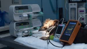 Your dog's vital functions are constantly monitored